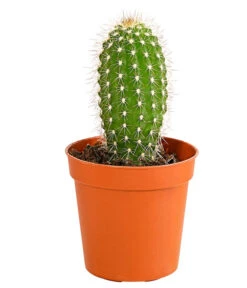 Kaktus - Cactaceae, Verschiedene Sorten 34 Kaktus - Cactaceae, Verschiedene Sorten -Ecopots Garten Geschaft 8297574 PR FS 013 KakteenMixMiniTorroT6DehnerExpressHerzig