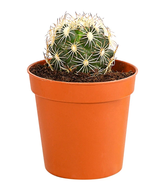 Kaktus - Cactaceae, Verschiedene Sorten 16 Kaktus - Cactaceae, Verschiedene Sorten – Bild 14