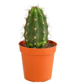 Kaktus - Cactaceae, Verschiedene Sorten 37 Kaktus - Cactaceae, Verschiedene Sorten -Ecopots Garten Geschaft 8297574 PR FS 016 KakteenMixMiniTorroT6DehnerExpressHerzig