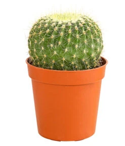 Kaktus - Cactaceae, Verschiedene Sorten 38 Kaktus - Cactaceae, Verschiedene Sorten -Ecopots Garten Geschaft 8297574 PR FS 017 KakteenMixMiniTorroT6DehnerExpressHerzig