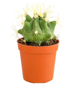Kaktus - Cactaceae, Verschiedene Sorten 41 Kaktus - Cactaceae, Verschiedene Sorten -Ecopots Garten Geschaft 8297574 PR FS 020 KakteenMixMiniTorroT6DehnerExpressHerzig
