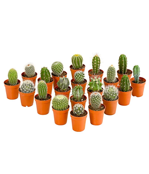 Kaktus - Cactaceae, Verschiedene Sorten 3 Kaktus - Cactaceae, Verschiedene Sorten