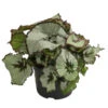 Blattbegonie - Begonia Rex Hybride, Verschiedene Sorten 1 Blattbegonie - Begonia Rex Hybride, Verschiedene Sorten -Ecopots Garten Geschaft 8299638 WE FS 002 BegoniaRexMixT12