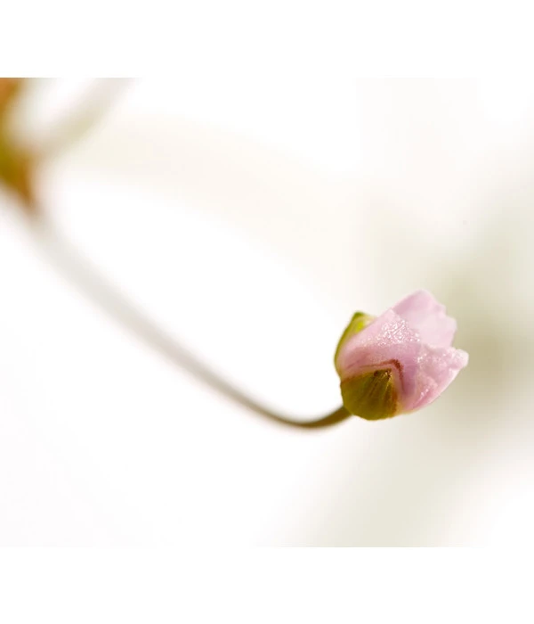 Gemeiner Froschlöffel – Bild 5