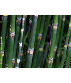 Japanischer Schachtelhalm -Ecopots Garten Geschaft 8311326 WE DE 001 SchachtelhalmPixabay