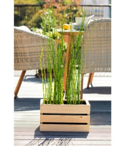 Japanischer Schachtelhalm -Ecopots Garten Geschaft 8311532 WE MO 001 JapanischerSchachtelhalm