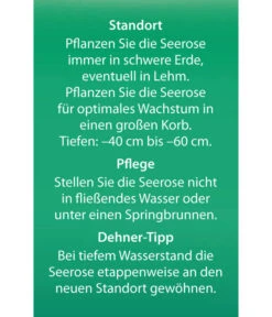 Dehner Seerose 'Aurora' 13 Dehner Seerose 'Aurora' -Ecopots Garten Geschaft 8315921 Seerose Aurora Etikett 2