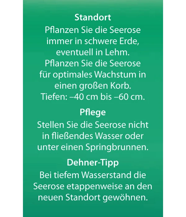 Dehner Seerose 'Aurora' 8 Dehner Seerose 'Aurora' – Bild 6