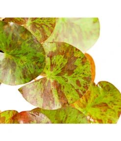 Dehner Seerose 'Aurora' 10 Dehner Seerose 'Aurora' -Ecopots Garten Geschaft 8315921 WE DE 001 SeeroseNymphaeaHybrideGelbOrangeT14DehnerExpressHerzig