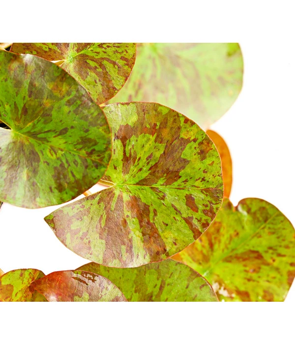 Dehner Seerose 'Aurora' 5 Dehner Seerose 'Aurora' – Bild 3