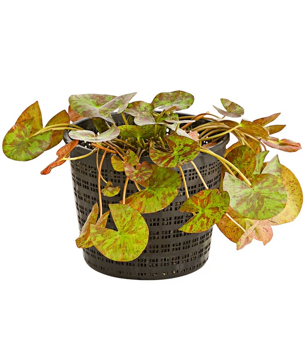 Dehner Seerose 'Aurora' 4 Dehner Seerose 'Aurora' – Bild 2