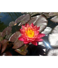 Dehner Seerose 'Aurora'