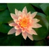 Dehner Seerose 'Sioux' -Ecopots Garten Geschaft 8315947 BildFS 001 SeeroseSeeroseOrangeGestBluet