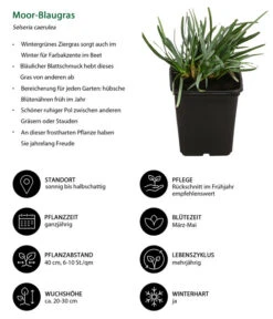 Moor-Blaugras -Ecopots Garten Geschaft 8316242 WE IG 001 MoorBlaugras