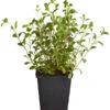 Rotes Teppich-Seifenkraut -Ecopots Garten Geschaft 8364747 WE FS 001 SeifenkrautSaponariaOcymoidesSeifenkrautT9DehnerExpressZS