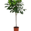 Afrikanische Feige - Ficus Cyathistipula -Ecopots Garten Geschaft 8401077 WE FS 001 FicusCyathistipulaT23