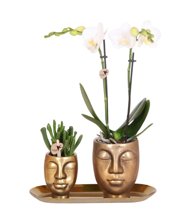 Pflanzen-Arrangement Boutique Chic, 5-teilig 3 Pflanzen-Arrangement Boutique Chic, 5-teilig