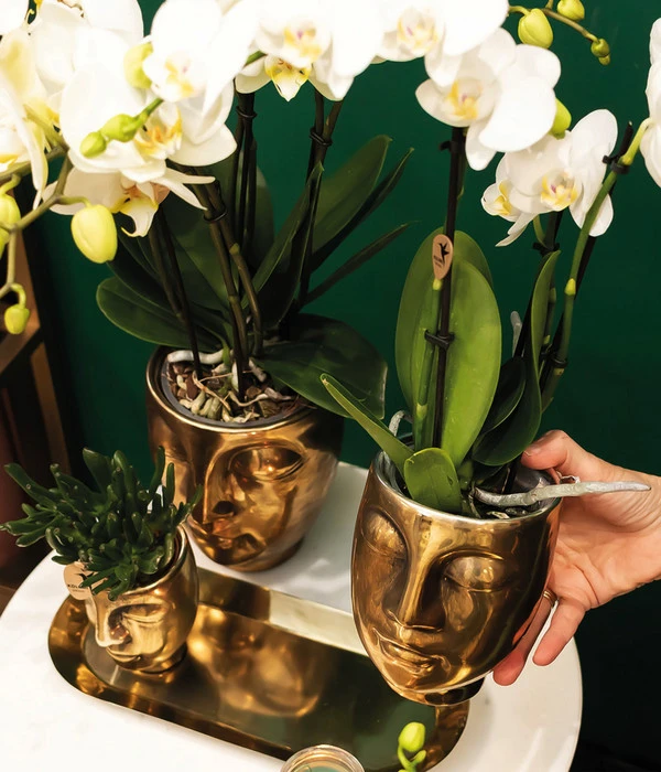 Pflanzen-Arrangement Boutique Chic, 5-teilig 4 Pflanzen-Arrangement Boutique Chic, 5-teilig – Bild 2