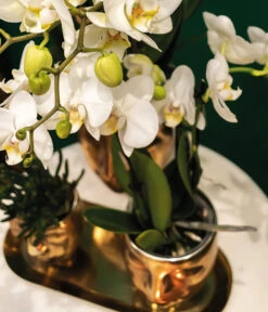 Pflanzen-Arrangement Boutique Chic, 5-teilig 7 Pflanzen-Arrangement Boutique Chic, 5-teilig -Ecopots Garten Geschaft 8401275 WE MO 002 PflanzensetBoutiqueChic