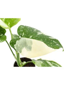 Fensterblatt - Monstera Deliciosa 'Thai Constellation', Panaschiert -Ecopots Garten Geschaft 8402034 WE DE 001 MonsteraThaiConstellationT6