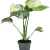 Fensterblatt - Monstera Deliciosa 'Thai Constellation', Panaschiert -Ecopots Garten Geschaft 8402034 WE FS 001 MonsteraThaiConstellationT6