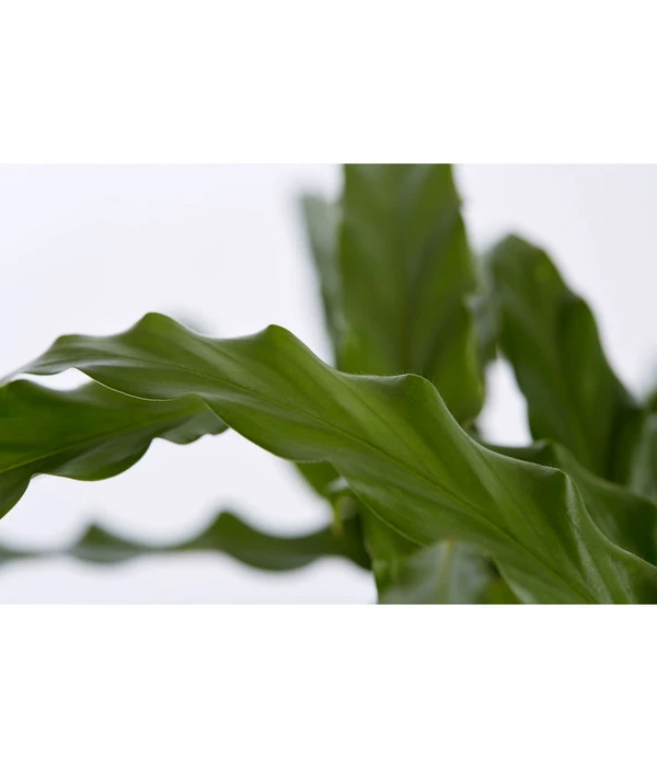 Korbmarante - Calathea 'Bluegrass' 4 Korbmarante - Calathea 'Bluegrass' – Bild 2