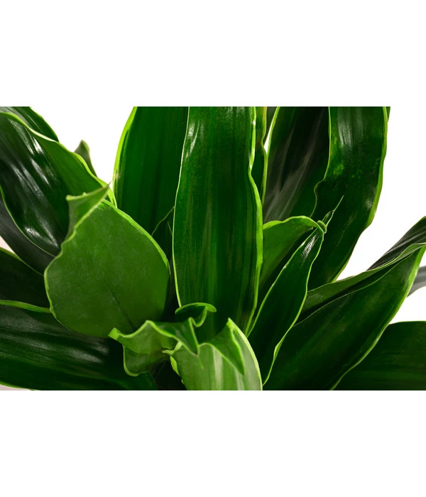 Drachenbaum - Dracaena Fragrans 'Arturo', Hydrokultur 4 Drachenbaum - Dracaena Fragrans 'Arturo', Hydrokultur – Bild 2