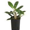Kolbenfaden - Aglaonema 'Ivy Green', Hydrokultur -Ecopots Garten Geschaft 8416893 WE FS 001 AglaonemaIvyGreenHydroT15 19KolbenfadenDehnerExpressHerzig