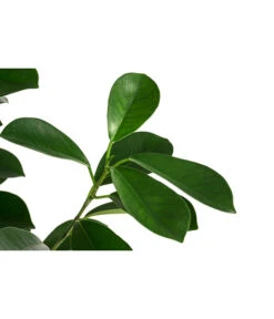 Ecopots Garten Geschaft -Ecopots Garten Geschaft 8416927 WE DE 001 FicusMicrocarpaMoclameHydroT18 19BirkenfeigeDehnerExpressHerzig