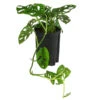 Fensterblatt - Monstera Obliqua, Hydrokultur -Ecopots Garten Geschaft 8416935 WE FS 001 MonsteraObliquaHydroT15 19FensterblattDehnerExpressHerzig