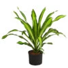Drachenbaum - Dracaena Fragrans 'Burley', Hydrokultur 1 Drachenbaum - Dracaena Fragrans 'Burley', Hydrokultur -Ecopots Garten Geschaft 8416950 WE FS 001 DracaenaFragransBurleyHydroT25 19DrachenbaumDehnerExpressHerzig