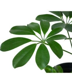 Strahlenaralie - Schefflera Arboricola Compacta 'Nora', Hydrokultur -Ecopots Garten Geschaft 8425472 WE DE 001 SCHEFFLERACOMPACTANora