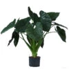 Pfeilblatt - Alocasia 'Wentii', Hydrokultur 2 Pfeilblatt - Alocasia 'Wentii', Hydrokultur -Ecopots Garten Geschaft 8425662 WE FS 001 AlocasiaWentii25 19H100