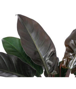 Baumfreund - Philodendron 'Imperial Red', Hydrokultur -Ecopots Garten Geschaft 8425696 WE DE 001 PHILODENDRONIMPERIALRED