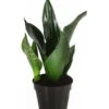 Bogenhanf - Sansevieria Trifasciata 'Grey Stripe' -Ecopots Garten Geschaft 8426264 PR FS 001 SansevieriaGreyStripeT12DehnerExpressHerzig