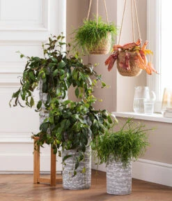 Ecopots Garten Geschaft -Ecopots Garten Geschaft 8476970 8686461 8686578 WE MO 001 AeschynanthusMarmoratus