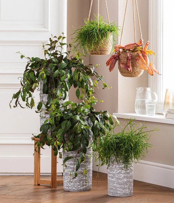 Kannenpflanze - Nepenthes 'Miranda' 4 Kannenpflanze - Nepenthes 'Miranda' – Bild 2