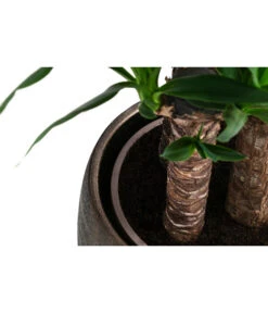 Yucca-Palme - Yucca Elephantipes, In Keramik 9 Yucca-Palme - Yucca Elephantipes, In Keramik -Ecopots Garten Geschaft 8478745 WE DE 002 Yucca3erT21inKeramikMatheaGold