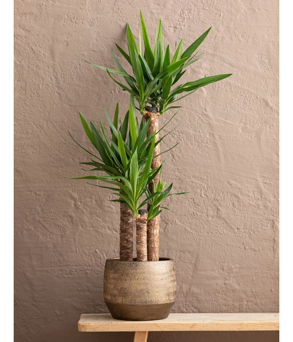 Yucca-Palme - Yucca Elephantipes, In Keramik 4 Yucca-Palme - Yucca Elephantipes, In Keramik – Bild 2