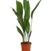 Schusterpalme - Aspidistra Elatior -Ecopots Garten Geschaft 8504326 PR FS 001 SchusterpalmeAspidistraElatiorT17DehnerExpressHerzig