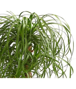 Elefantenfuß - Beaucarnea Recurvata, Verzweigt -Ecopots Garten Geschaft 8504581 WE DE 001 ElefantenfussBeaucarneaVerzweigtT23DehnerExpressHerzig