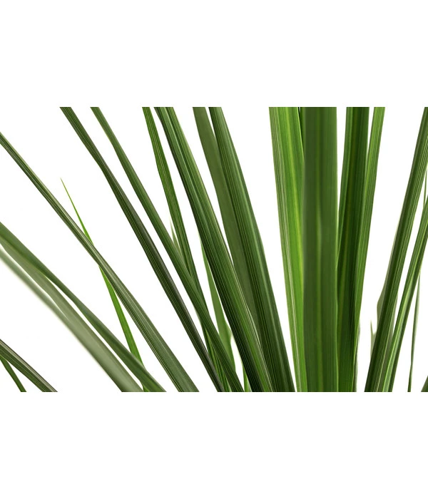 Keulenlilie - Cordyline Indivisa 4 Keulenlilie - Cordyline Indivisa – Bild 2