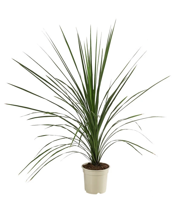 Keulenlilie - Cordyline Indivisa 3 Keulenlilie - Cordyline Indivisa