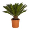 Sagopalmfarn - Cycas Revoluta 2 Sagopalmfarn - Cycas Revoluta -Ecopots Garten Geschaft 8509366 PR FS 001 CycasRevolutaDehnerExpressZS