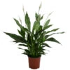 Einblatt - Spathiphyllum 'Silver Cupido' -Ecopots Garten Geschaft 8528259 WE FS 001 EinblattSilverCupidoT17