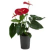 Flamingoblume - Anthurium Andreanum, Hydrokultur -Ecopots Garten Geschaft 8536237 WE FS 001 AnthuriumAndreanumRotAnthurieHydroT15