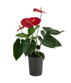 Flamingoblume - Anthurium Andreanum, Hydrokultur