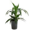 Drachenbaum - Dracaena 'Janet Lind', Hydrokultur -Ecopots Garten Geschaft 8536286 WE FS 001 DracaenaJanetLindKoepfe2PPDrachenbaumHydroT15