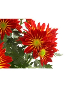 Chrysantheme 'Cirus' -Ecopots Garten Geschaft 8582678 PR DE 001 ChrysanthCirusDehnerExpressHerzig