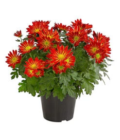 Chrysantheme 'Cirus'